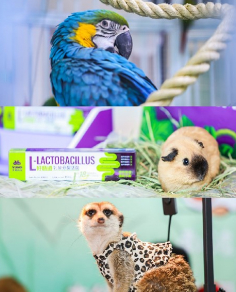 Small Pet Theme Exhibition Area